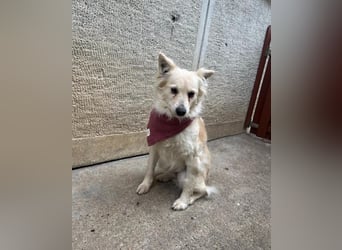 Penny SR - offen, verkuschelt