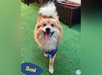 Beni SR - verspielt, offen