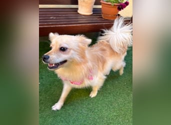 Hella SR - verträglich, freundlich