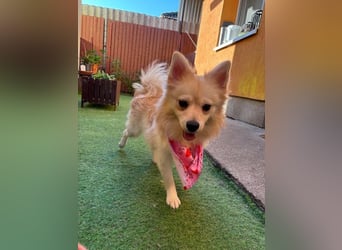 Hella SR - verträglich, freundlich