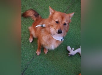 Leo SR, freundlich und ruhig