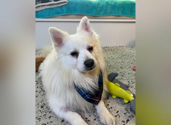 Marshmello - verspielt, dominant