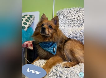 Arthur SR - freundlich, aufgeschlossen