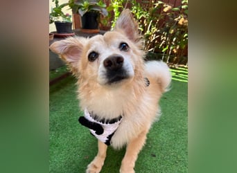 Barney SR - ruhig, verträglich