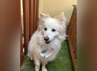 Brutus SR - zurückhaltend