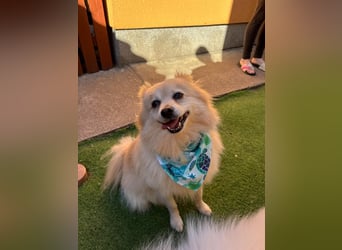 Lio SR - verkuschelt, lieb