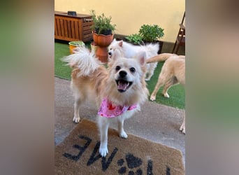 Hella SR - verträglich, freundlich