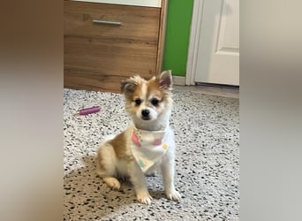 Debby SR - freundlich, verspielt