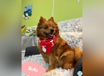 Nola SR - aufgeschlossen, neugierig