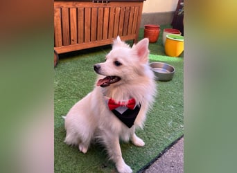 Jeremy SR - verträglich, verspielt