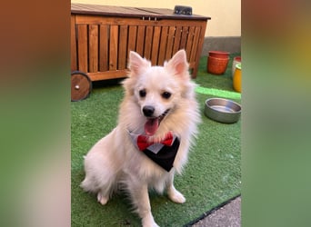 Jeremy SR - verträglich, verspielt