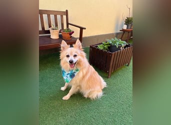 Lio SR - verkuschelt, lieb