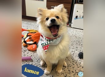 James SR- katzenverträglich, freundlich