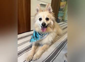 Lio SR - verkuschelt, lieb