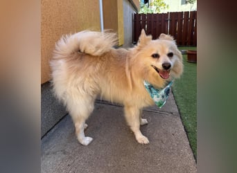 Lio SR - verkuschelt, lieb