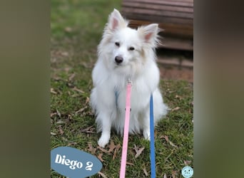 Diego 2 SR - lernwillig in 66589 Merchweiler 