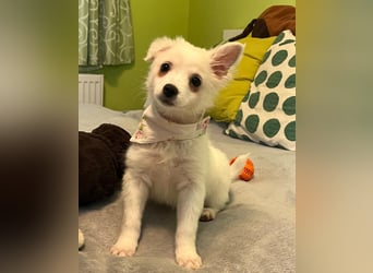 Dia SR - freundliches Hundekind