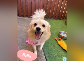 Hella SR - verträglich, freundlich