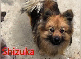 Shizuka geb. 07/2024 (ESP) - bezaubernde und soziale, kleine Spitz Hündin!