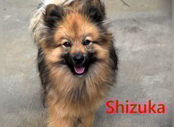 Shizuka geb. 07/2024 (ESP) - bezaubernde und soziale, kleine Spitz Hündin!