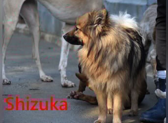 Shizuka geb. 07/2024 (ESP) - bezaubernde und soziale, kleine Spitz Hündin!