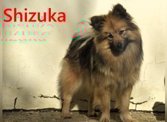 Shizuka geb. 07/2024 (ESP) - bezaubernde und soziale, kleine Spitz Hündin!