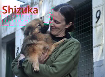 Shizuka geb. 07/2024 (ESP) - bezaubernde und soziale, kleine Spitz Hündin!