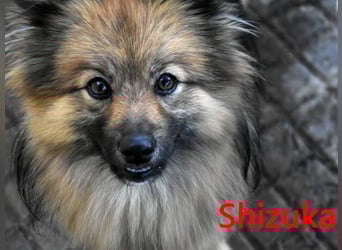 Shizuka geb. 07/2024 (ESP) - bezaubernde und soziale, kleine Spitz Hündin!