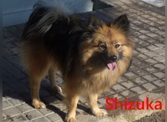 Shizuka geb. 07/2024 (ESP) - bezaubernde und soziale, kleine Spitz Hündin!