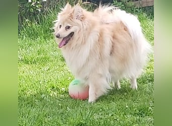 Ivy, unkomplizierte, liebe Mittel Spitz Hündin geb. 12/2021