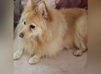 Ivy, unkomplizierte, liebe Mittel Spitz Hündin geb. 12/2021