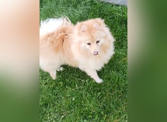 Ivy, unkomplizierte, liebe Mittel Spitz Hündin geb. 12/2021