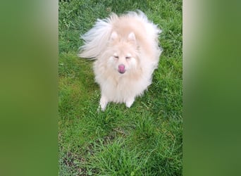 Ivy, unkomplizierte, liebe Mittel Spitz Hündin geb. 12/2021