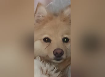 Ivy, unkomplizierte, liebe Mittel Spitz Hündin geb. 12/2021