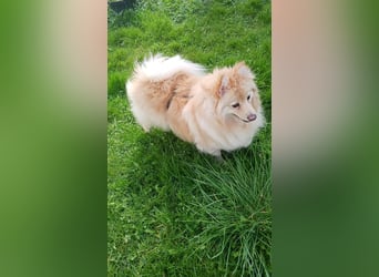 Ivy, unkomplizierte, liebe Mittel Spitz Hündin geb. 12/2021