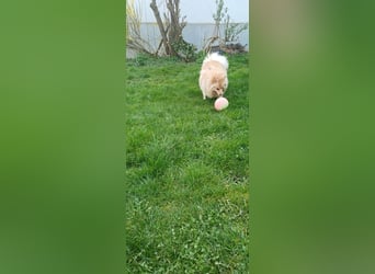 Ivy, unkomplizierte, liebe Mittel Spitz Hündin geb. 12/2021