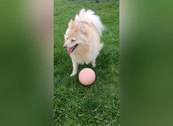 Ivy, unkomplizierte, liebe Mittel Spitz Hündin geb. 12/2021