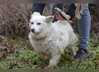 GRACE ca. 2 J. Mittel-Spitzhündin sucht Familie