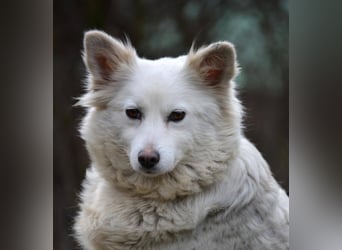 GRACE ca. 2 J. Mittel-Spitzhündin sucht Familie