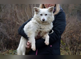 GRACE ca. 2 J. Mittel-Spitzhündin sucht Familie