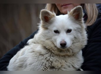 GRACE ca. 2 J. Mittel-Spitzhündin sucht Familie