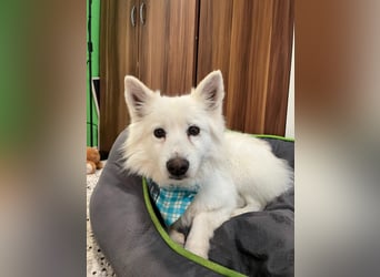 Kody, verschmuster Mittelspitz Opi geb. 2013