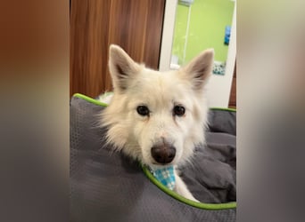 Kody, verschmuster Mittelspitz Opi geb. 2013