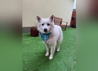 Kody, verschmuster Mittelspitz Opi geb. 2013