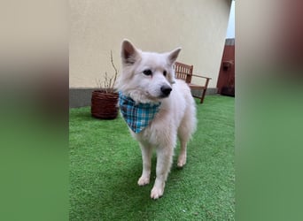 Kody, verschmuster Mittelspitz Opi geb. 2013