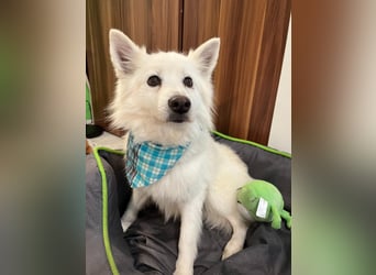 Kody, verschmuster Mittelspitz Opi geb. 2013