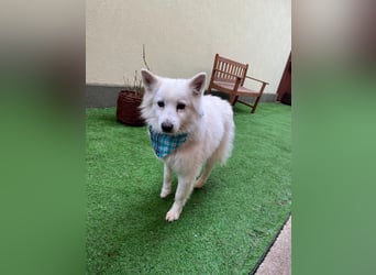 Kody, verschmuster Mittelspitz Opi geb. 2013