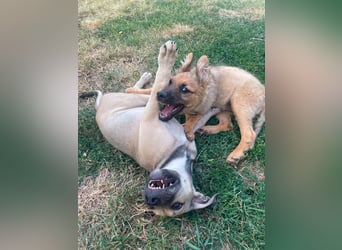 Stattliches Molosser Hundemädchen, 4Mon., sucht Lebensplatz