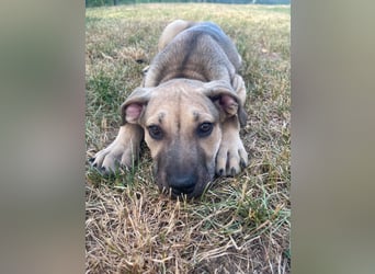 Stattliches Molosser Hundemädchen, 4Mon., sucht Lebensplatz
