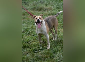 Finley - Sehr großer, hübscher Rüde, ca. 2017 geboren
